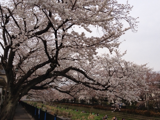 桜の開花宣言の流儀をマネジメントに取り込む